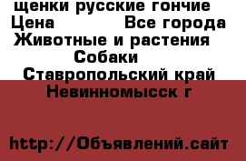 щенки русские гончие › Цена ­ 4 000 - Все города Животные и растения » Собаки   . Ставропольский край,Невинномысск г.